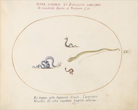 Animalia Qvadrvpedia et Reptilia (Terra): Plate LX, c. 1575/1580.