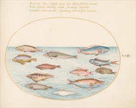 Animalia Aqvatilia et Cochiliata (Aqva): Plate XXV, c. 1575/1580.