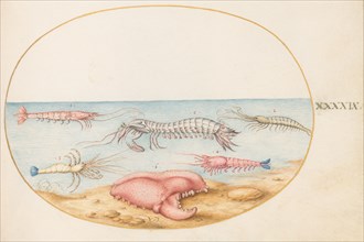 Animalia Aqvatilia et Cochiliata (Aqva): Plate XLIX, c. 1575/1580.