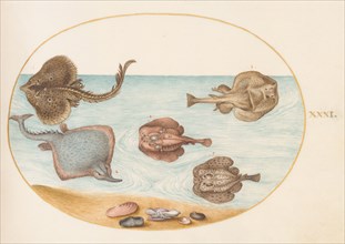 Animalia Aqvatilia et Cochiliata (Aqva): Plate XXXI, c. 1575/1580.
