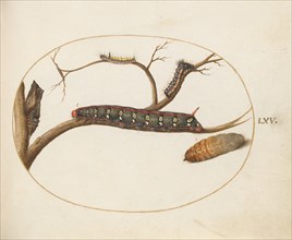 Animalia Qvadrvpedia et Reptilia (Terra): Plate LXV, c. 1575/1580.