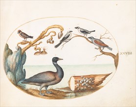Animalia Volatilia et Amphibia (Aier): Plate XXVIII, c. 1575/1580.