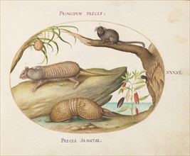 Animalia Qvadrvpedia et Reptilia (Terra): Plate XLI, c. 1575/1580.
