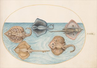 Animalia Aqvatilia et Cochiliata (Aqva): Plate XXIX, c. 1575/1580.