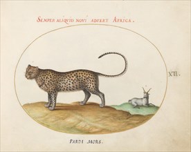 Animalia Qvadrvpedia et Reptilia (Terra): Plate XII, c. 1575/1580.