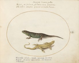 Animalia Qvadrvpedia et Reptilia (Terra): Plate LII, c. 1575/1580.
