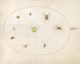 Plate 41: Yellow Spider Surrounded by Eight Spiders, c. 1575/1580.