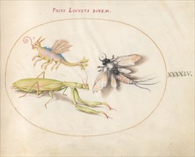 Plate 44: Mantis and Mayfly with an Imaginary Insect, c. 1575/1580.