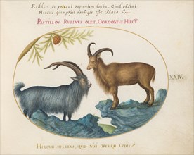 Animalia Qvadrvpedia et Reptilia (Terra): Plate XXIV, c. 1575/1580.
