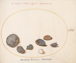 Animalia Aqvatilia et Cochiliata (Aqva): Plate LVIII, c. 1575/1580.