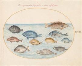Animalia Aqvatilia et Cochiliata (Aqva): Plate XXIII, c. 1575/1580.