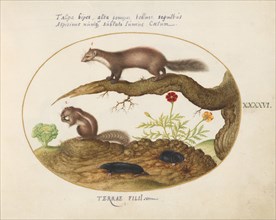 Animalia Qvadrvpedia et Reptilia (Terra): Plate XLVI, c. 1575/1580.