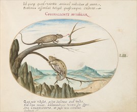 Animalia Qvadrvpedia et Reptilia (Terra): Plate LIII, c. 1575/1580.