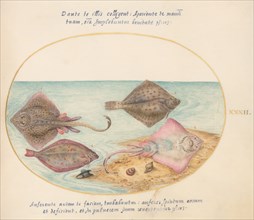 Animalia Aqvatilia et Cochiliata (Aqva): Plate XXXII, c. 1575/1580.