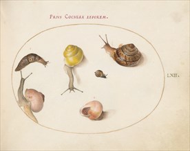 Animalia Qvadrvpedia et Reptilia (Terra): Plate LXII, c. 1575/1580.