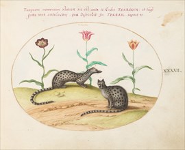 Animalia Qvadrvpedia et Reptilia (Terra): Plate XLII, c. 1575/1580.