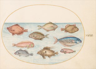 Animalia Aqvatilia et Cochiliata (Aqva): Plate XVIII, c. 1575/1580.