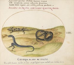 Animalia Qvadrvpedia et Reptilia (Terra): Plate LVII, c. 1575/1580.