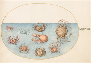 Animalia Aqvatilia et Cochiliata (Aqva): Plate XLVII, c. 1575/1580.