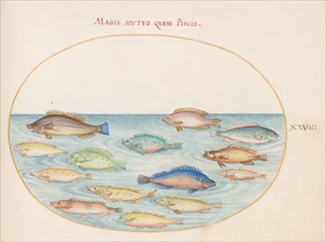 Animalia Aqvatilia et Cochiliata (Aqva): Plate XXVIII, c. 1575/1580.