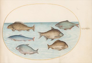 Animalia Aqvatilia et Cochiliata (Aqva): Plate XXXVII, c. 1575/1580.