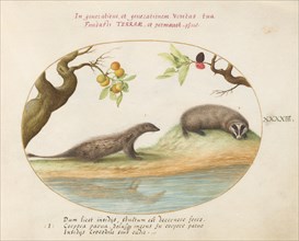 Animalia Qvadrvpedia et Reptilia (Terra): Plate XLIII, c. 1575/1580.