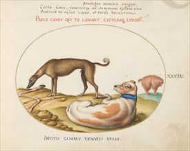 Animalia Qvadrvpedia et Reptilia (Terra): Plate XXXIV, c. 1575/1580.