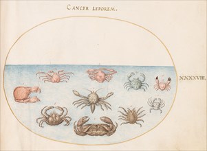 Animalia Aqvatilia et Cochiliata (Aqva): Plate XLVIII, c. 1575/1580.