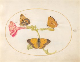 Plate 10: Three Butterflies on a Four O' Clock Flower, c. 1575/1580.