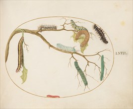 Animalia Qvadrvpedia et Reptilia (Terra): Plate LXVII, c. 1575/1580.
