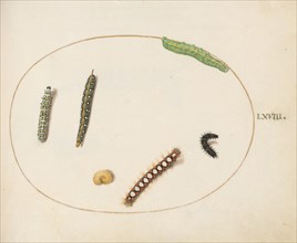 Animalia Qvadrvpedia et Reptilia (Terra): Plate LXVIII, c. 1575/1580.