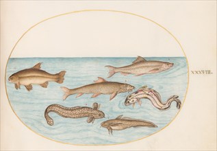 Animalia Aqvatilia et Cochiliata (Aqva): Plate XXXVIII, c. 1575/1580.