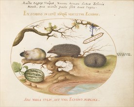 Animalia Qvadrvpedia et Reptilia (Terra): Plate XLVIII, c. 1575/1580.