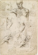 Superficial anatomy of the shoulder and neck , c. 1510. Creator: Leonardo da Vinci (1452-1519).