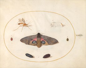 Plate 27: Two Moths, Two Chyrsalides, and Other Insects, c. 1575/1580.