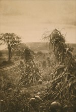 Field with cornstalks twisted into bunches and pumpkins, c1900.