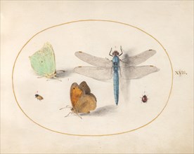 Plate 17: Two Butterflies, a Dragonfly, and Two Small Insects, c. 1575/1580.