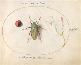 Plate 42: Large Green Beetle with a Plant Gall(?) and a Flower, c. 1575/1580.