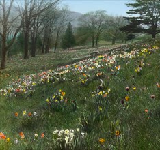 Cragston, John Pierpont Morgan house, Highland Falls, New York., c1913. Field of tulips and daffodils.
