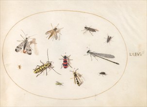 Plate 64: Eleven Insects, Including a Dragonfly and Longhorn Beetle, c. 1575/1580.