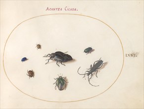 Plate 66: Two Oil Beetles, a Longhorn Beetle, and Four Other Insects, c. 1575/1580.