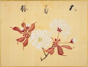 From the Sketch Book of Sakura (Cherry Blossoms), Between 1830 and 1853. Private Collection.