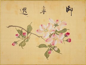 From the Sketch Book of Sakura (Cherry Blossoms), Between 1830 and 1853. Private Collection.