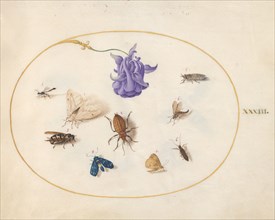 Plate 33: Moth and Butterfly with other Insects and a Columbine Flower, c. 1575/1580.