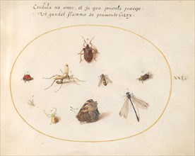 Plate 21: A Butterfly with a Dragonfly, a Ladybug, and Five other Insects, c. 1575/1580.