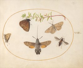 Plate 23: Hawk Moth, Butterflies, and Other Insects around a Snowberry Sprig, c. 1575/1580.