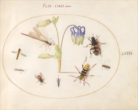 Plate 63: A Dragonfly and Seven Other Insects with a Blue and White Columbine, c. 1575/1580.