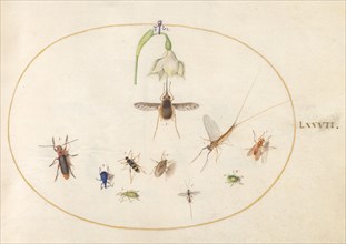 Plate 77: Hummingbird Hawk Moth with a White Flower, Blue and Green Weevils, and Other Insects, c. 1575/1580.