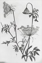 Reproduction of print showing Queen Anne's lace (Daucus carota), between 1915 and 1925.