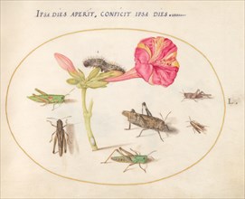 Plate 50: Grasshoppers, a Caterpillar, and a Scale Insect with a Four O'Clock Flower, c. 1575/1580.